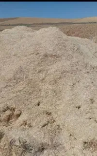 کاه گندم دیم