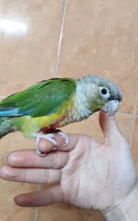 طوطی گرینچیک