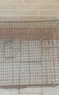 قفس