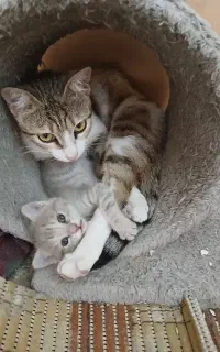 گربه مادرو پسر