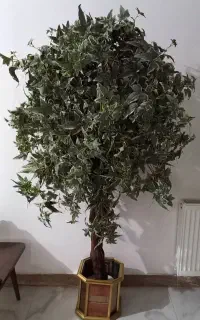 درختچه وارداتی مصنوعی
