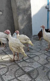 بوقلمون گوشتی بیوتی سرحال