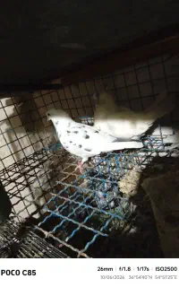 کفتر یا کبوتر پرشی