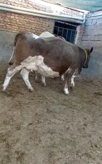 یک راس گاو درجه یک آماده زایش