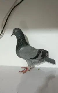 کبوتر انگلیسی غریب گیری