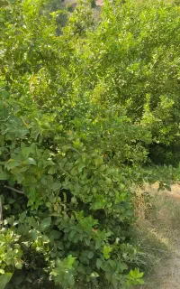فروش باغ ثمری پشتکوه