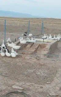 فروش غاز نر و ماده