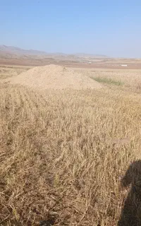 خرید و فروش کاه
