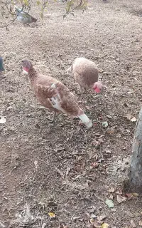 دو تا بوقلمون ماده طعبیی