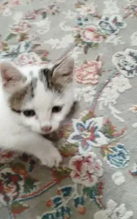 بچه گربه