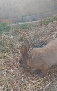 خرگوش