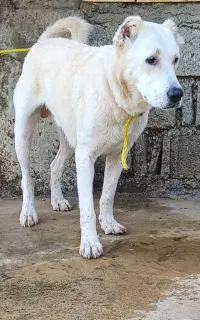 نگهبان