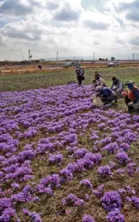 کارگر جهت جمع آوری  گل زعفران  نیازمندیم