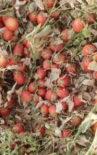 نشاء گوجە3402