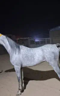 سیلمی دوسر مصری