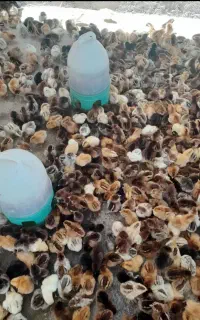 جوجه نژاد گلین ارسال از قم