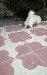 واگذاری. دادن نشانی