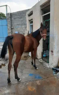 مادیون فروشی