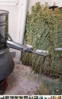 عرق شاهسپرن