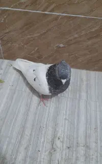کله سبز