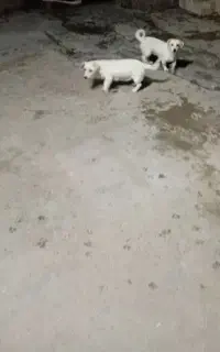 دو عدد سگ پاکوتا