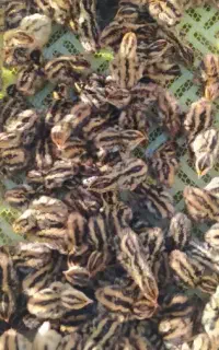 جوجه بلدرچین.تخم گذار.گوشتی