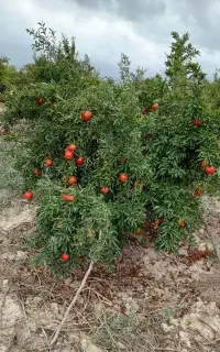 فروش انار ساوه