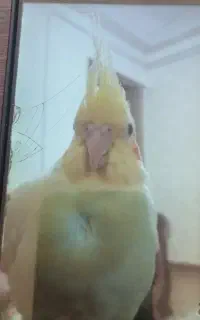عروس هلندی