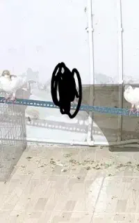 کبوتر معاوضه