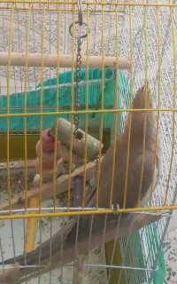 گمشده