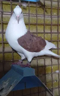 کبوتر دوکت مهر