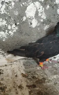 کفتر