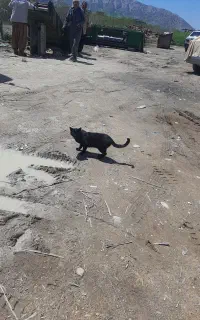 گربه ماده خانگی با پنج عدد بچه گربه