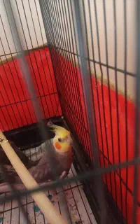 عروس هلندی دستی نر