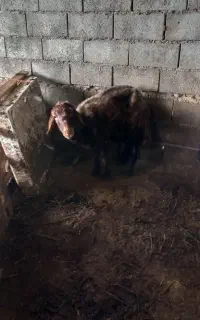 گوسفند با دوبره نر فروشی بره ها خوراک خور