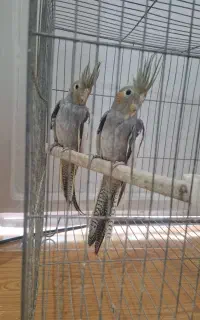 پرنده نژاد گل باقالی