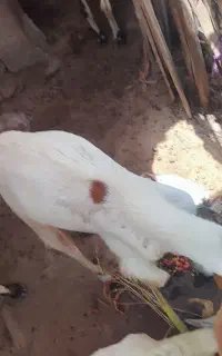 نری فروشی