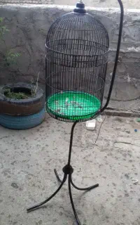 قفس