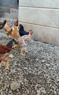 تعداد سه عدد خروس جوان گردن گلابی