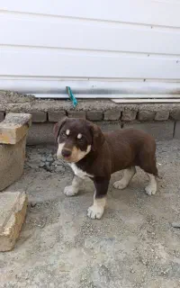 واگذاری سگ نژاد دار