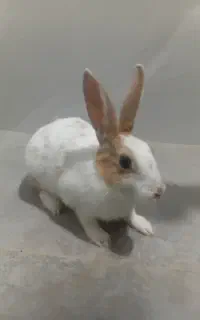 خرگوش
