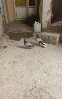 کبوتر