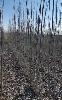 نیگرا ترکیه نهال