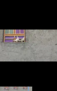 کبوتر