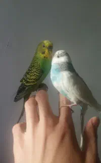 یک جفت مرغ عشق جفت دستی