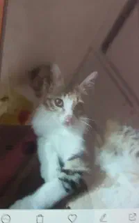 گربه چهار  ماهه بازی گوش خانگی مجانی در اردبیل