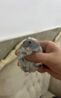 همستر گوگولی و بانمک