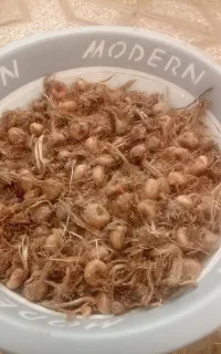 پیاز زعفران