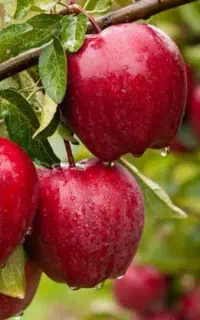 سرکار سیب چین هستم اکیپ دارم همراه با ماشین