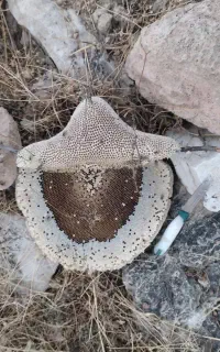 فروش عسل